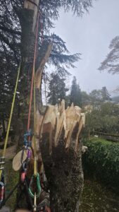 Coronet cut en Aesculus hippocastanum