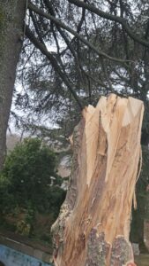 Coronet cut en Aesculus hippocastanum