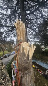 Coronet cut en Aesculus hippocastanum